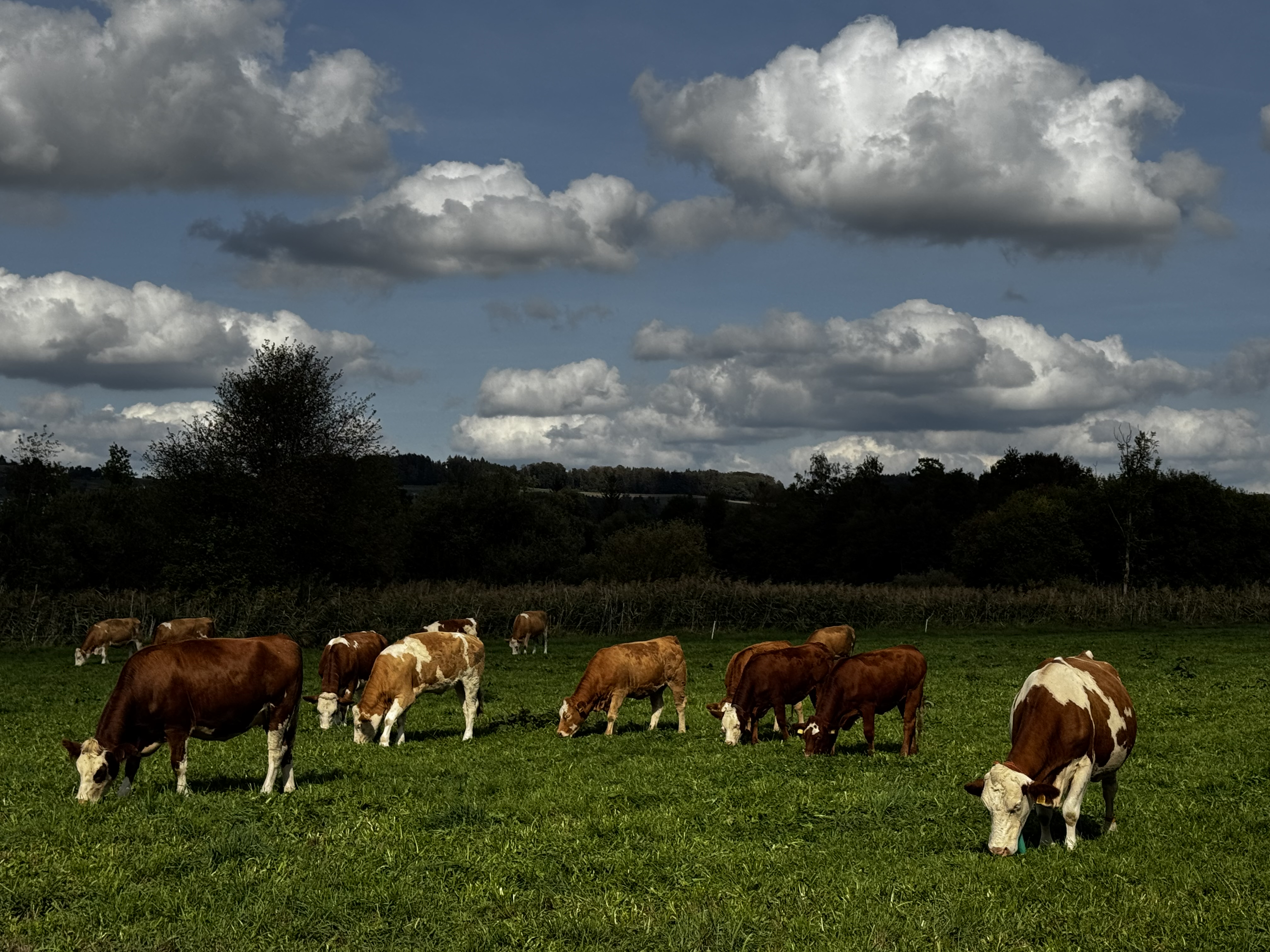 Friedliches grasen im Wauwilermoos