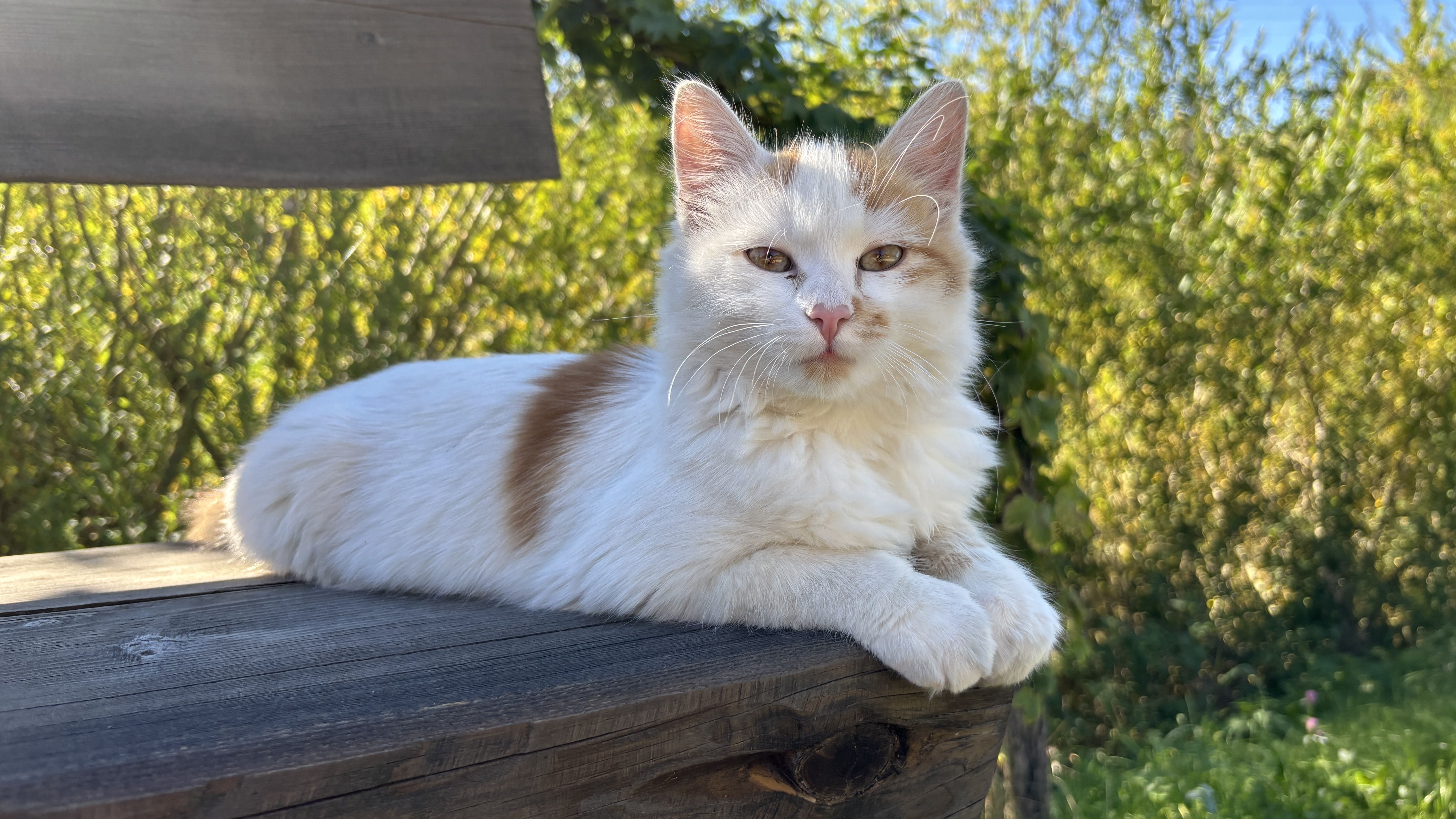 Kater Rotschwänzli geniesst die Herbstsonne. 