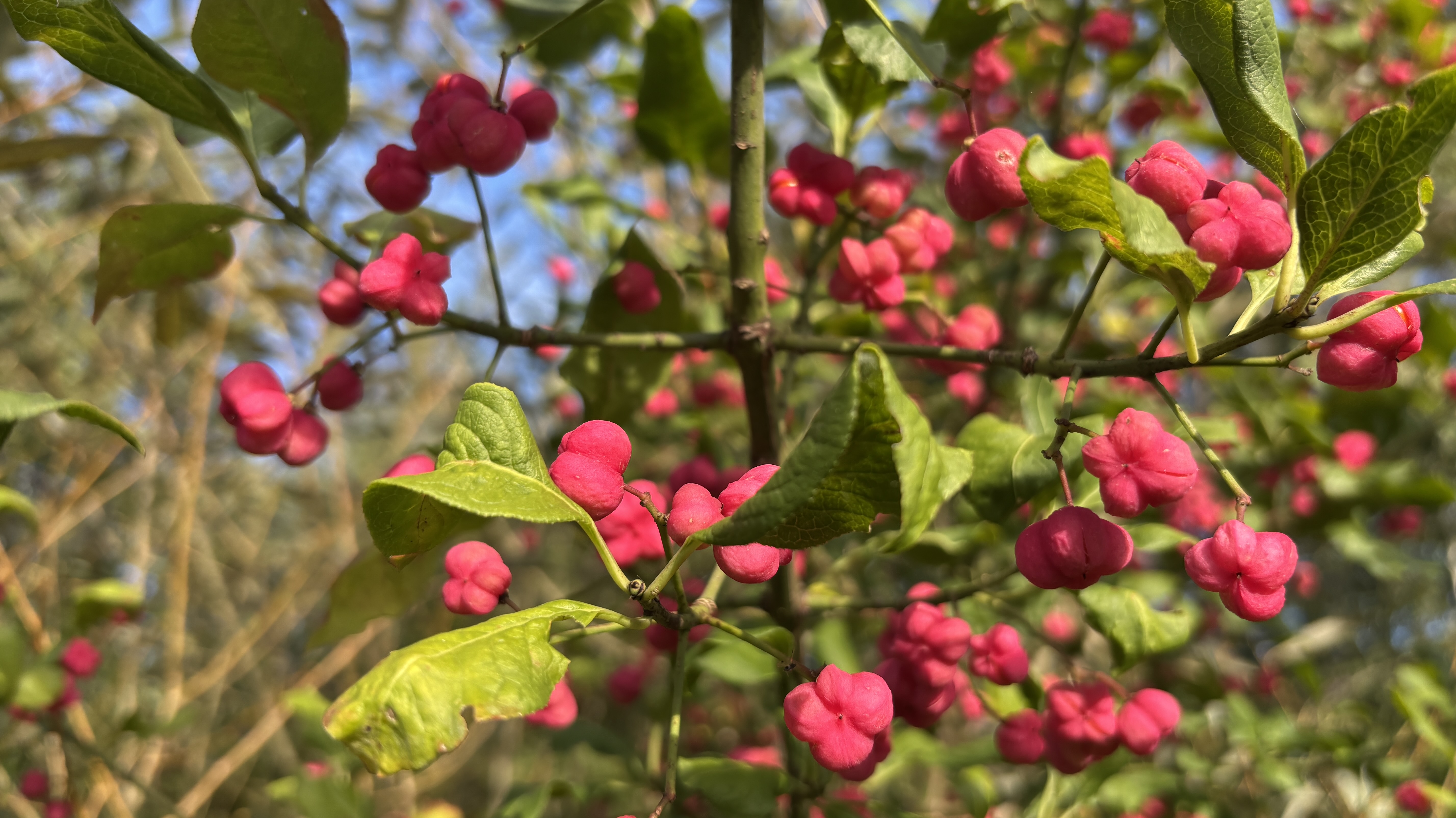Das Pfaffenhütchen zeigt seine farbige Herbstpracht.