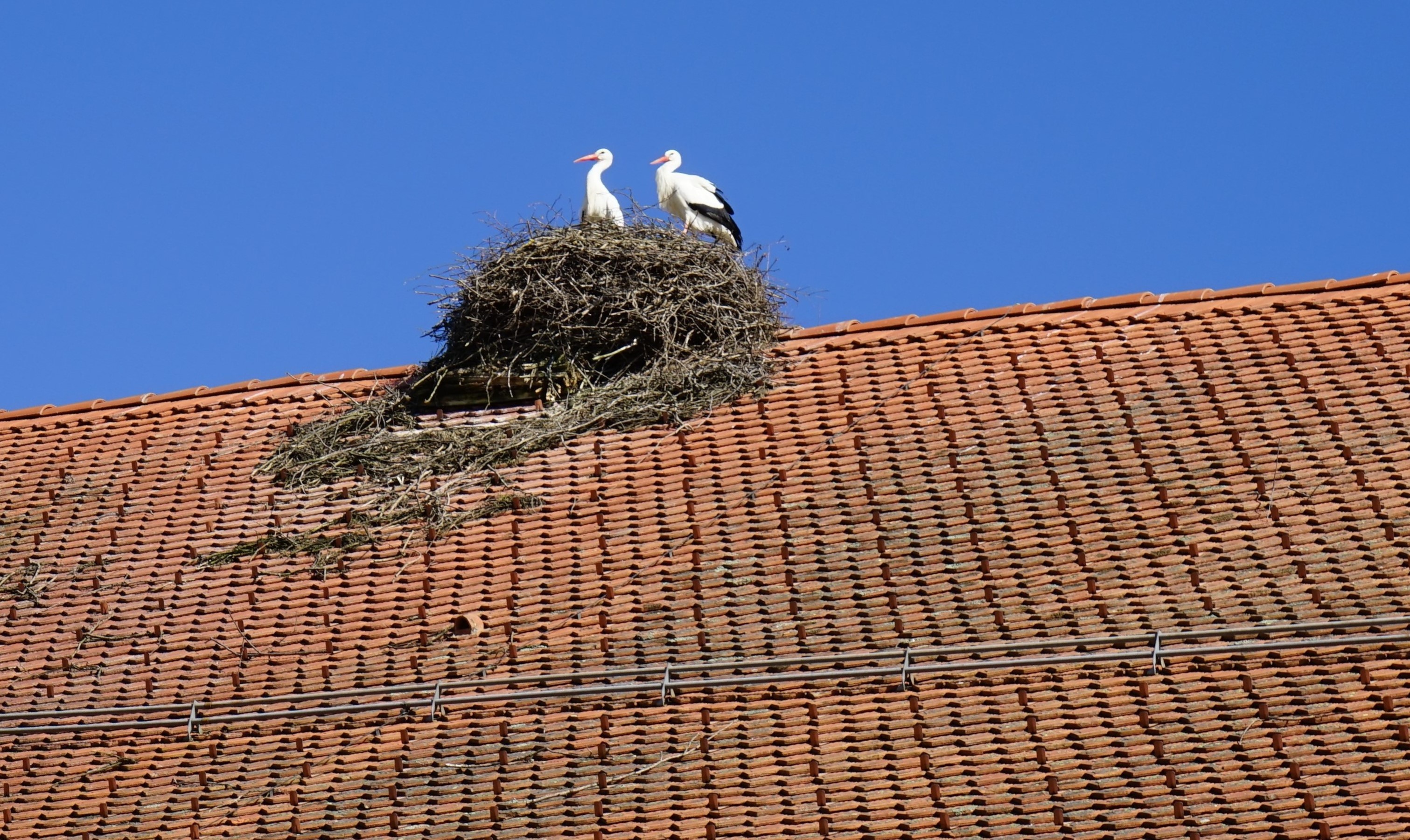 Mit dem Frühling kommen auch die Störche