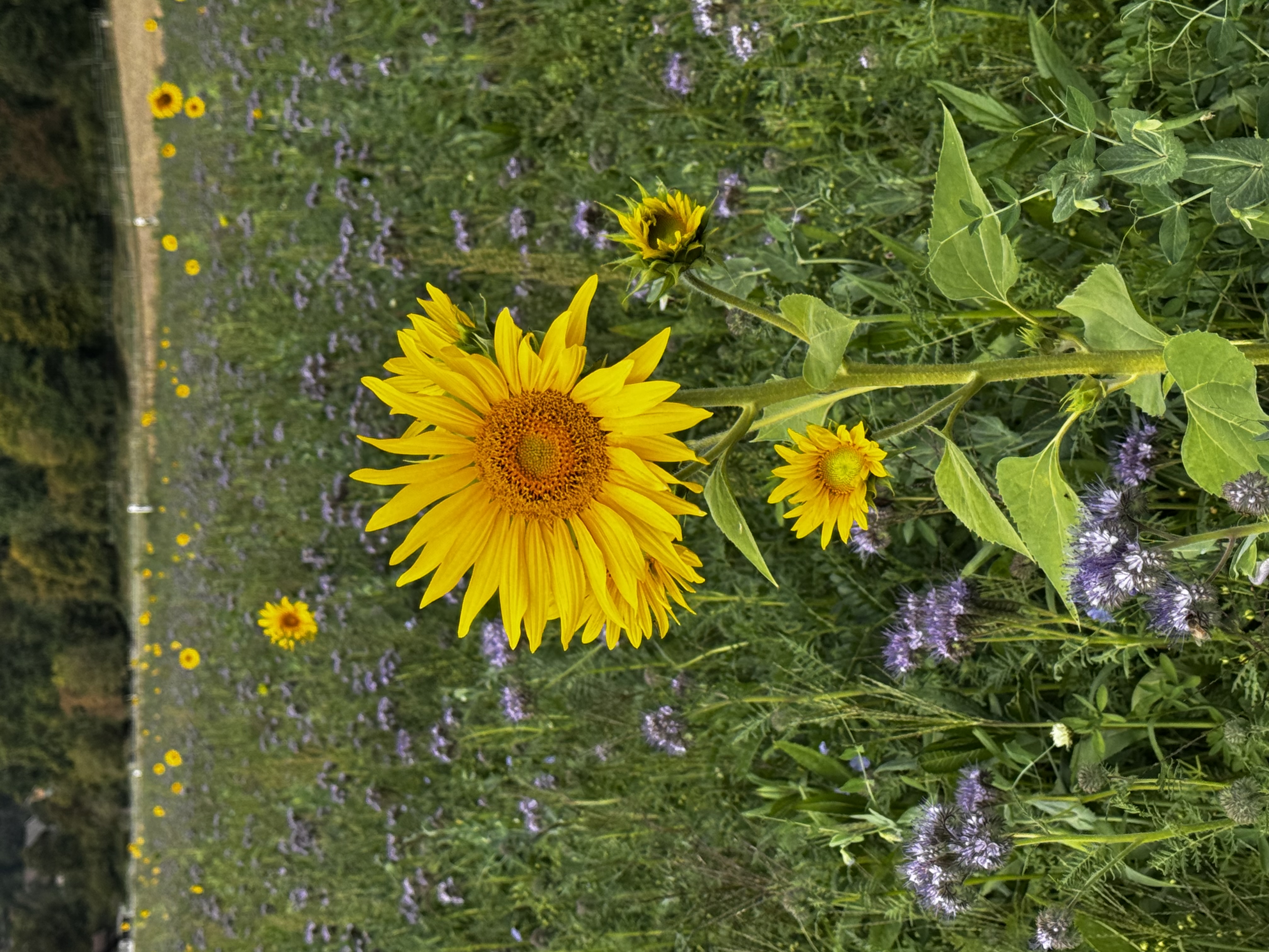 Bald letzte leuchtende Sonnenblumen im blauen Feld