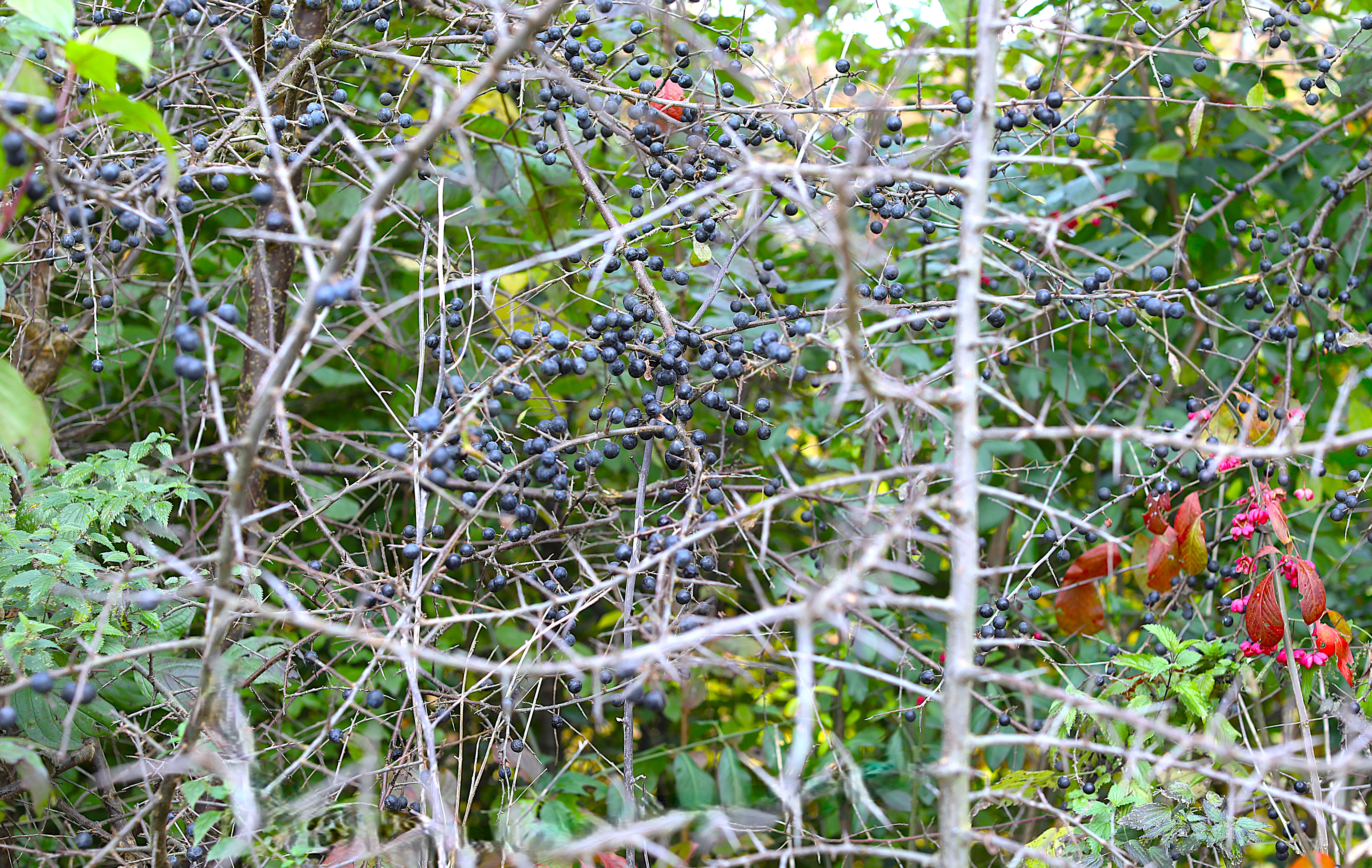 Der Tisch ist reichlich gedeckt - des Beerenfressers Glück
