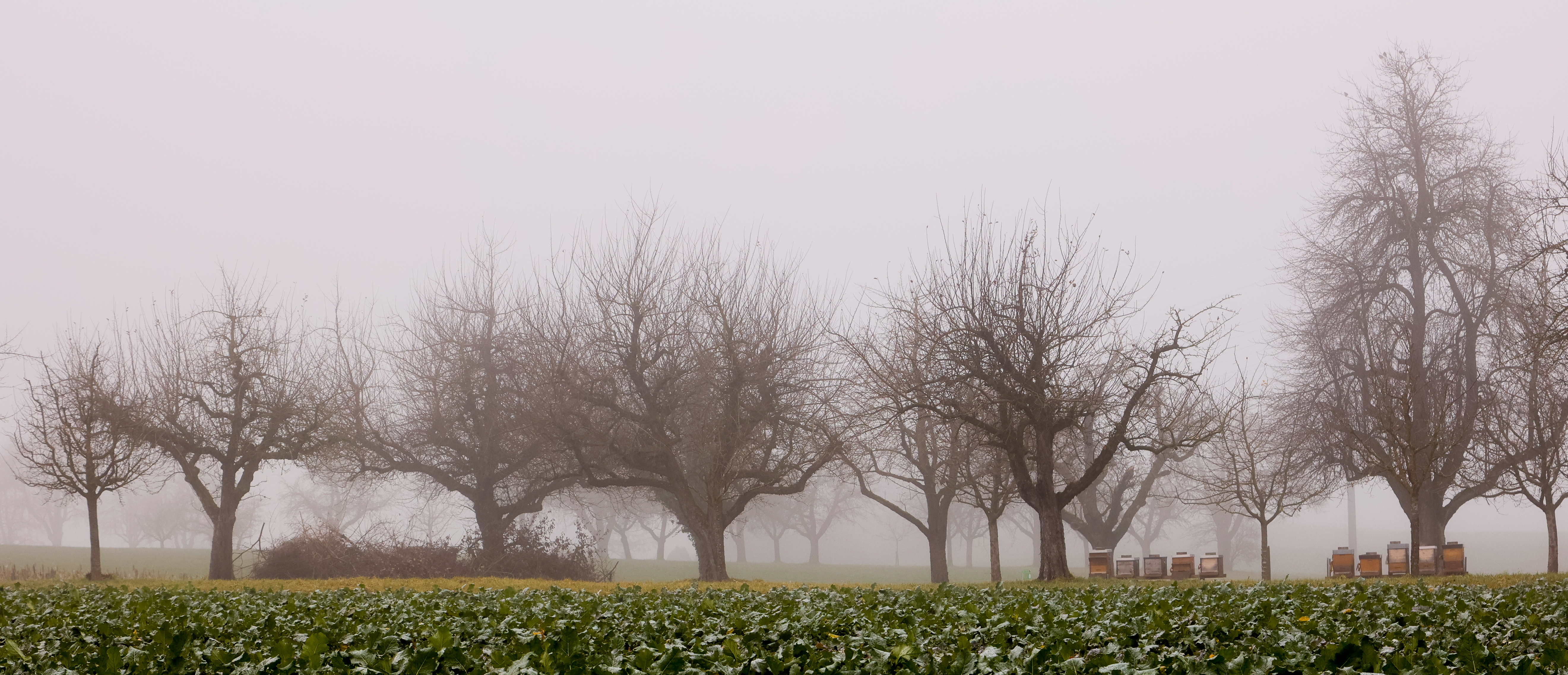 Obstbäume im Nebel