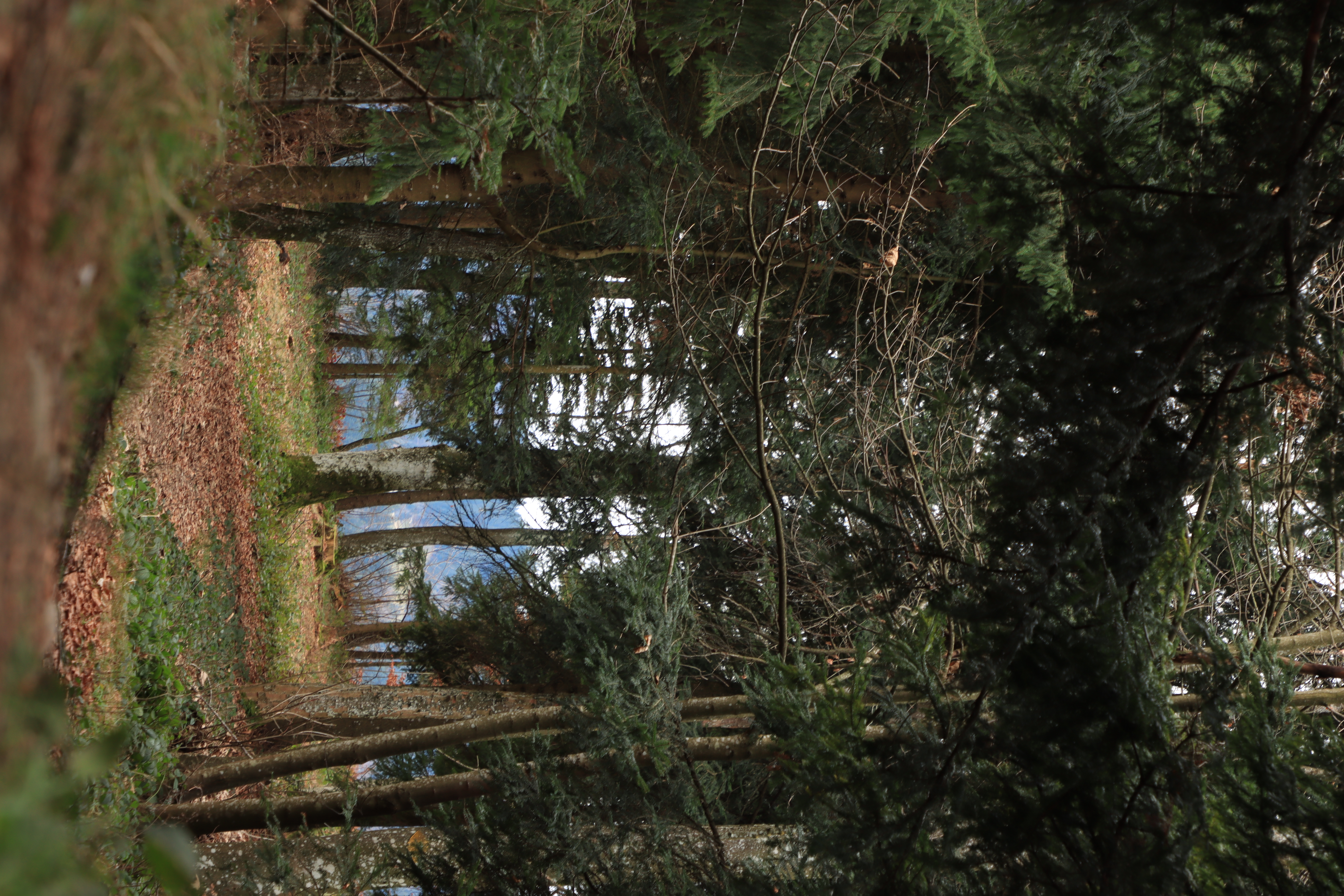 Wohltuender Spaziergang durch den Wald