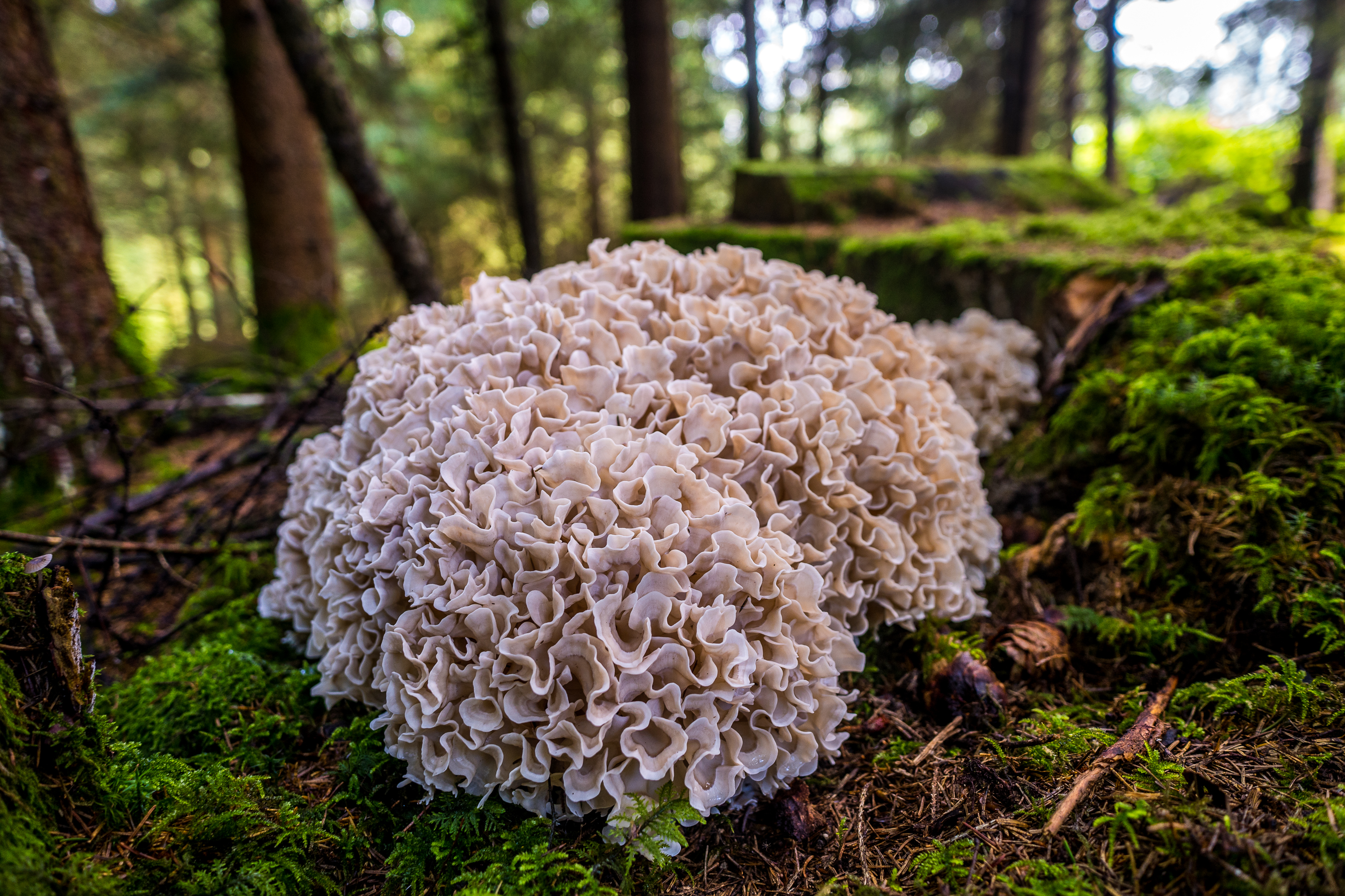 Ein gewaltiger Krause Glucke, Gourmet Pilz