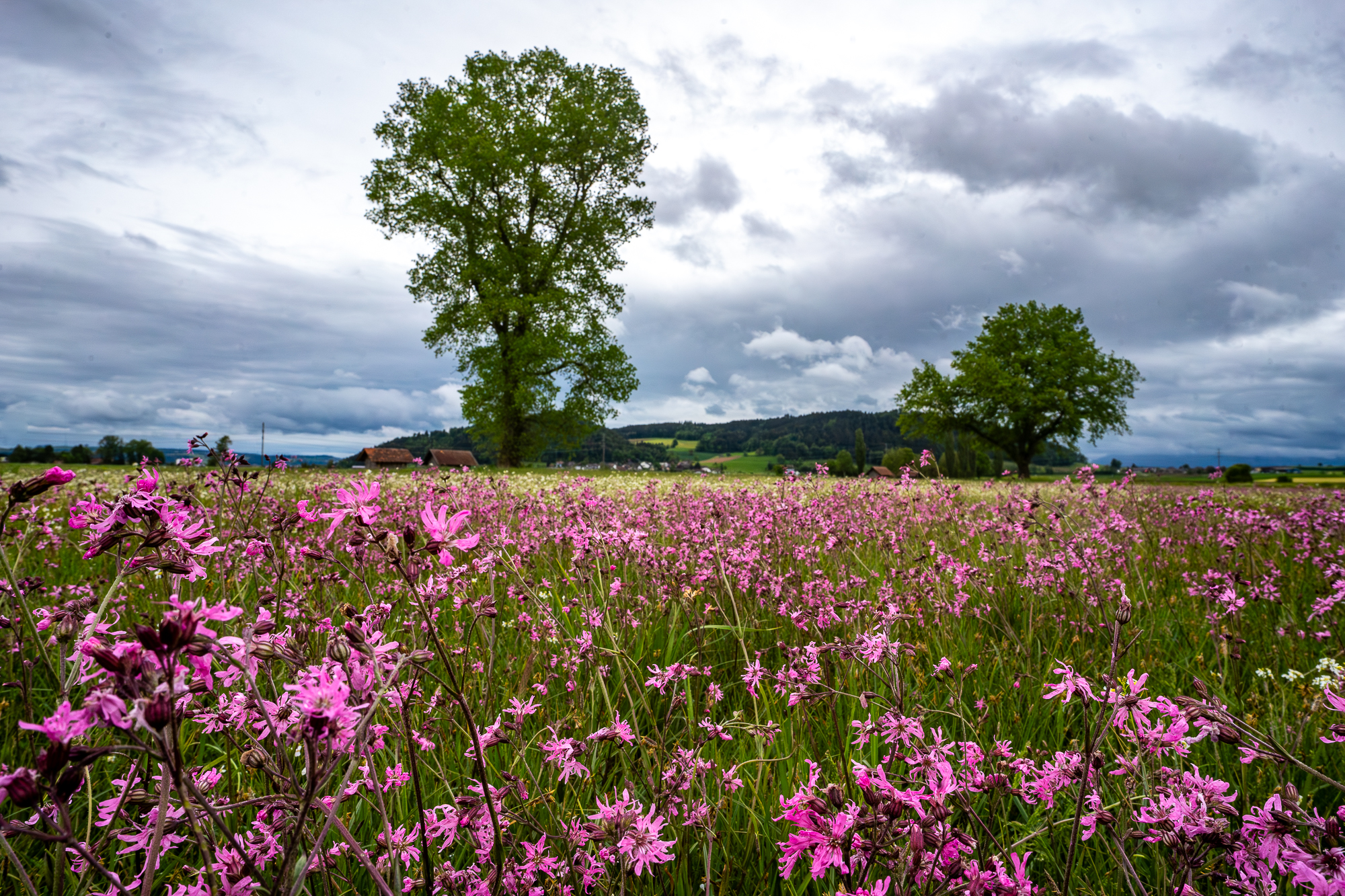 Die Moosnelken leuchten auch bei regnerischem Wetter!