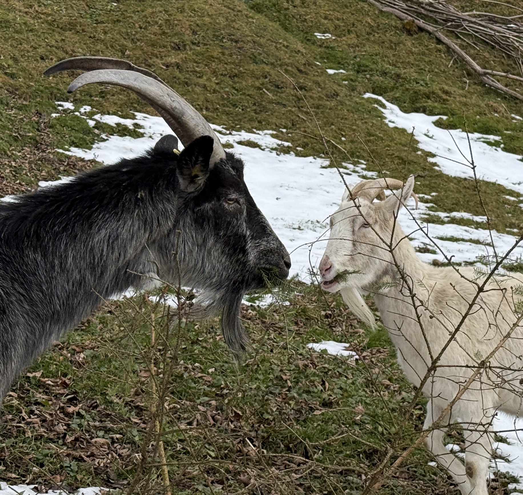 Immer wieder lecker so Tannenzweige…