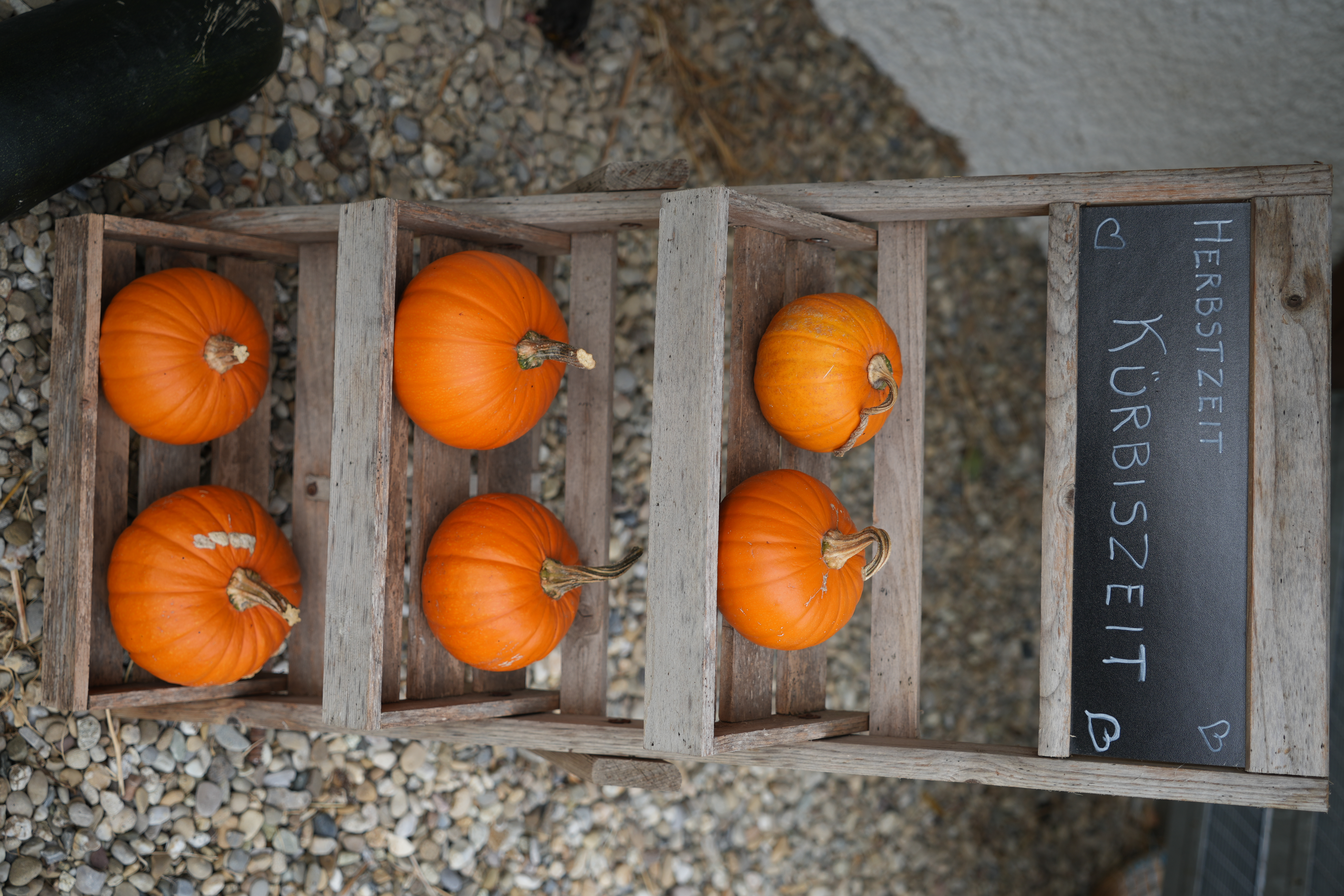 Der Herbst ist Kürbiszeit