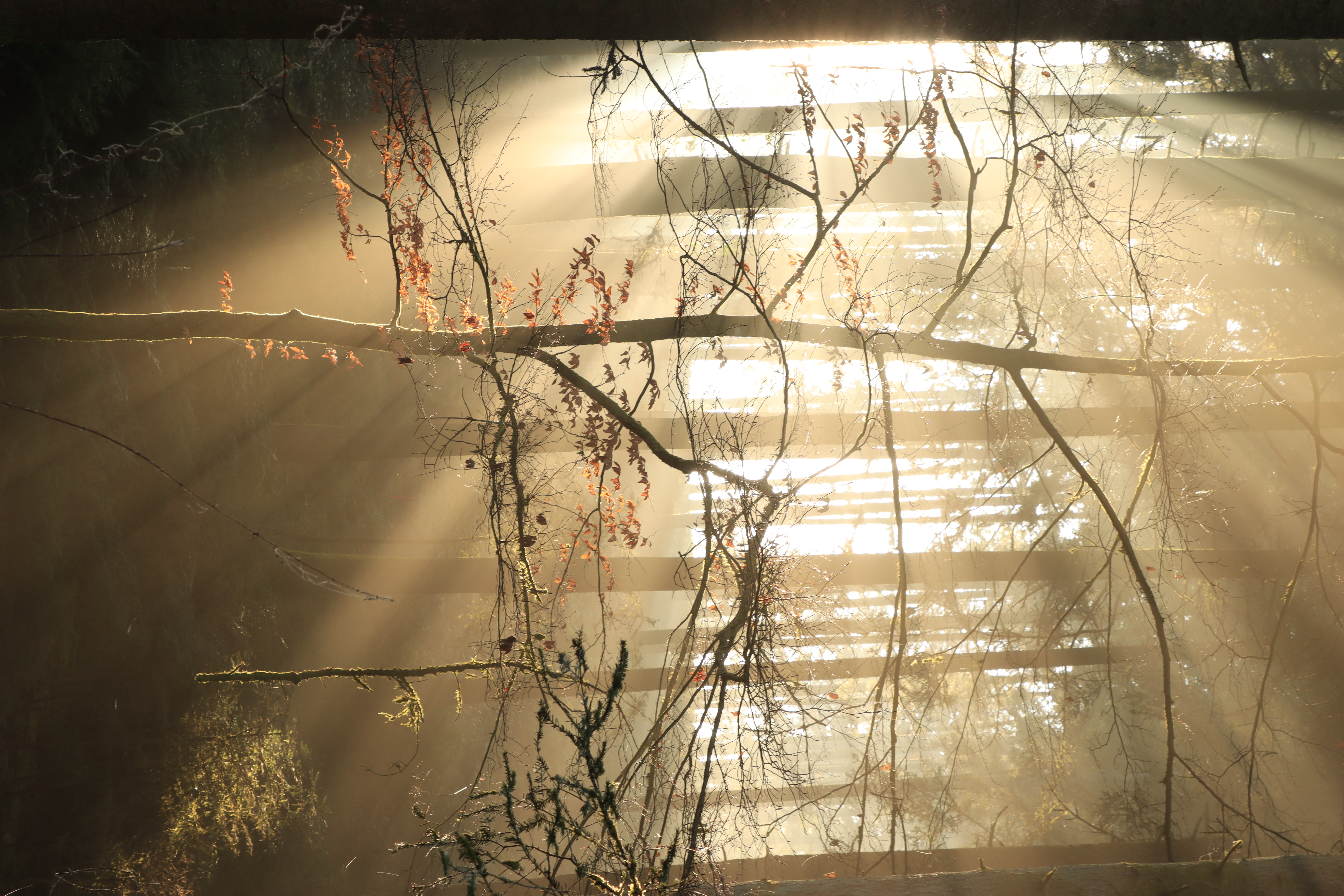 Faszinierendes Lichtspiel im Wald