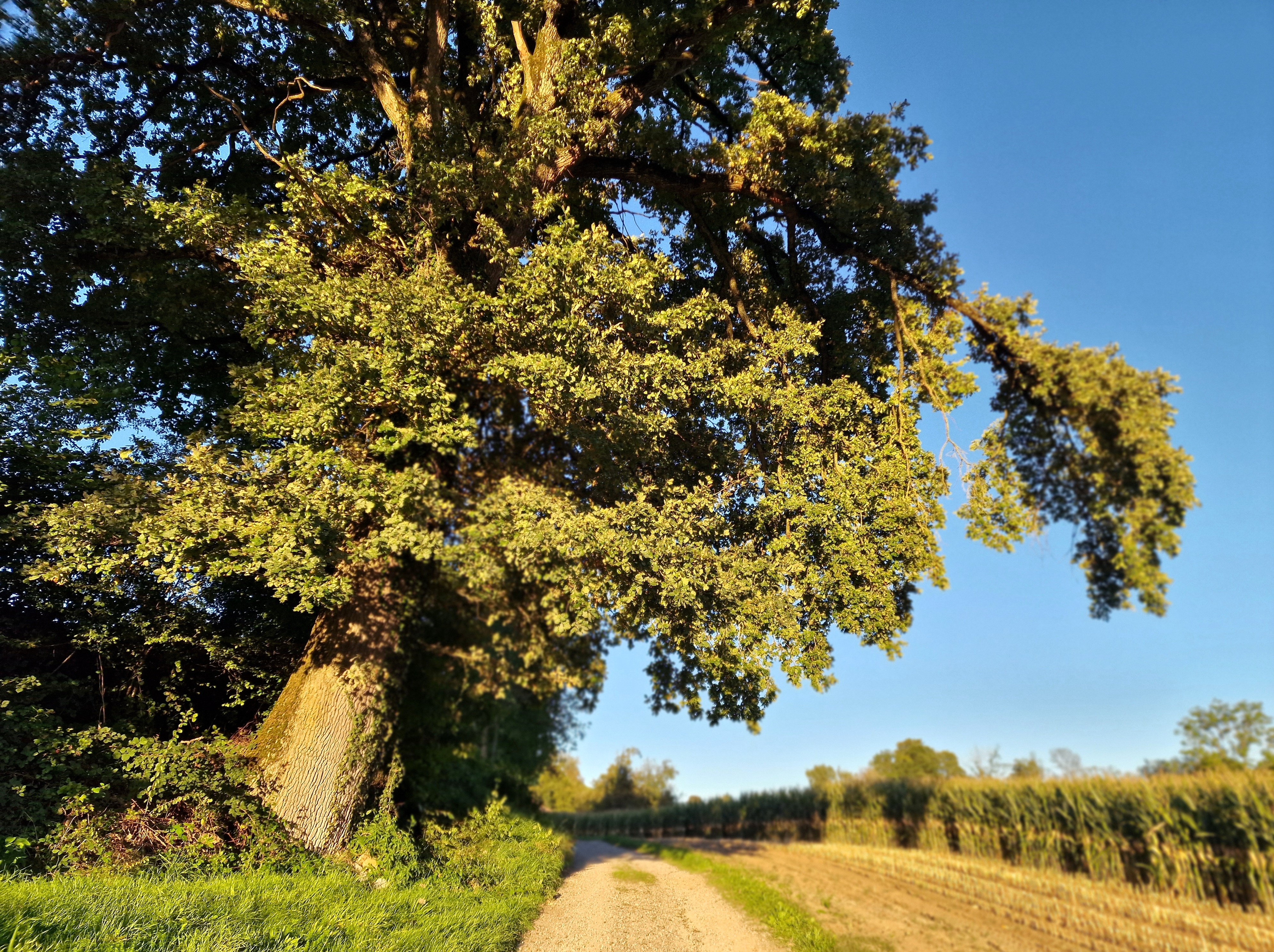 Abendliche Herbstlandschaft in Dagmersellen.