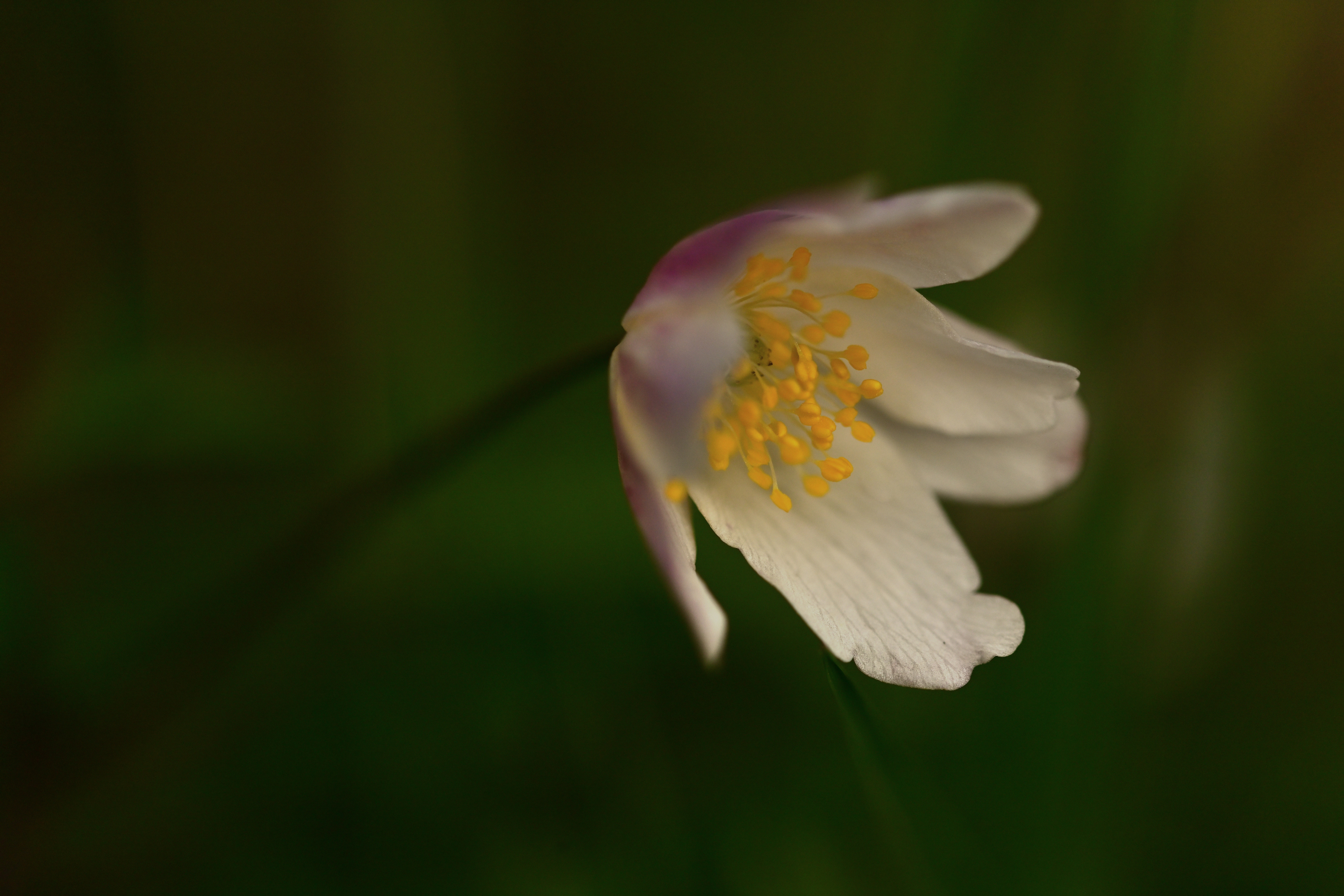 Zur Zeit überall, das wunderschöne Buschwindröschen.