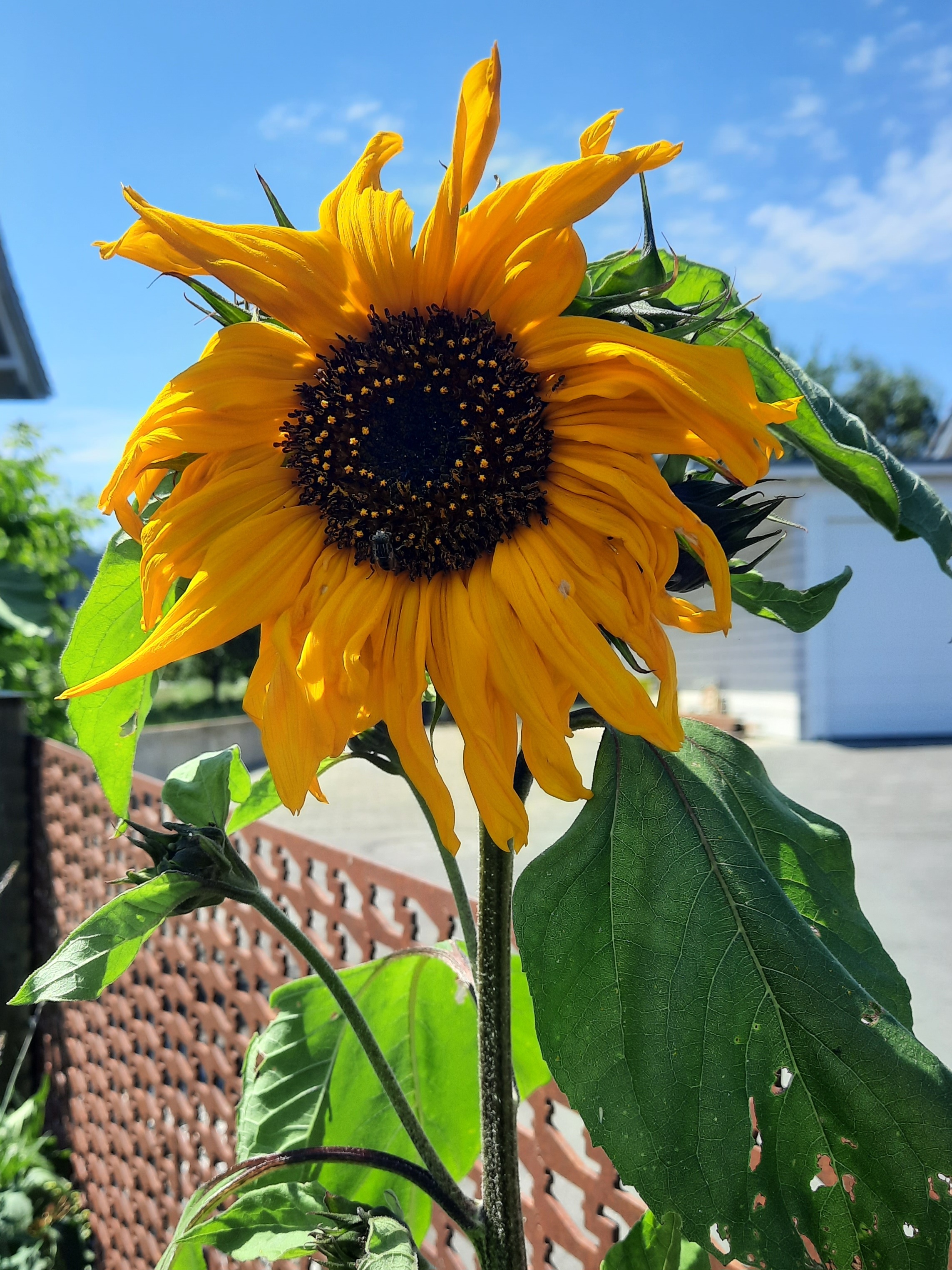 Erste Sonnenblumen leuchten im Garten