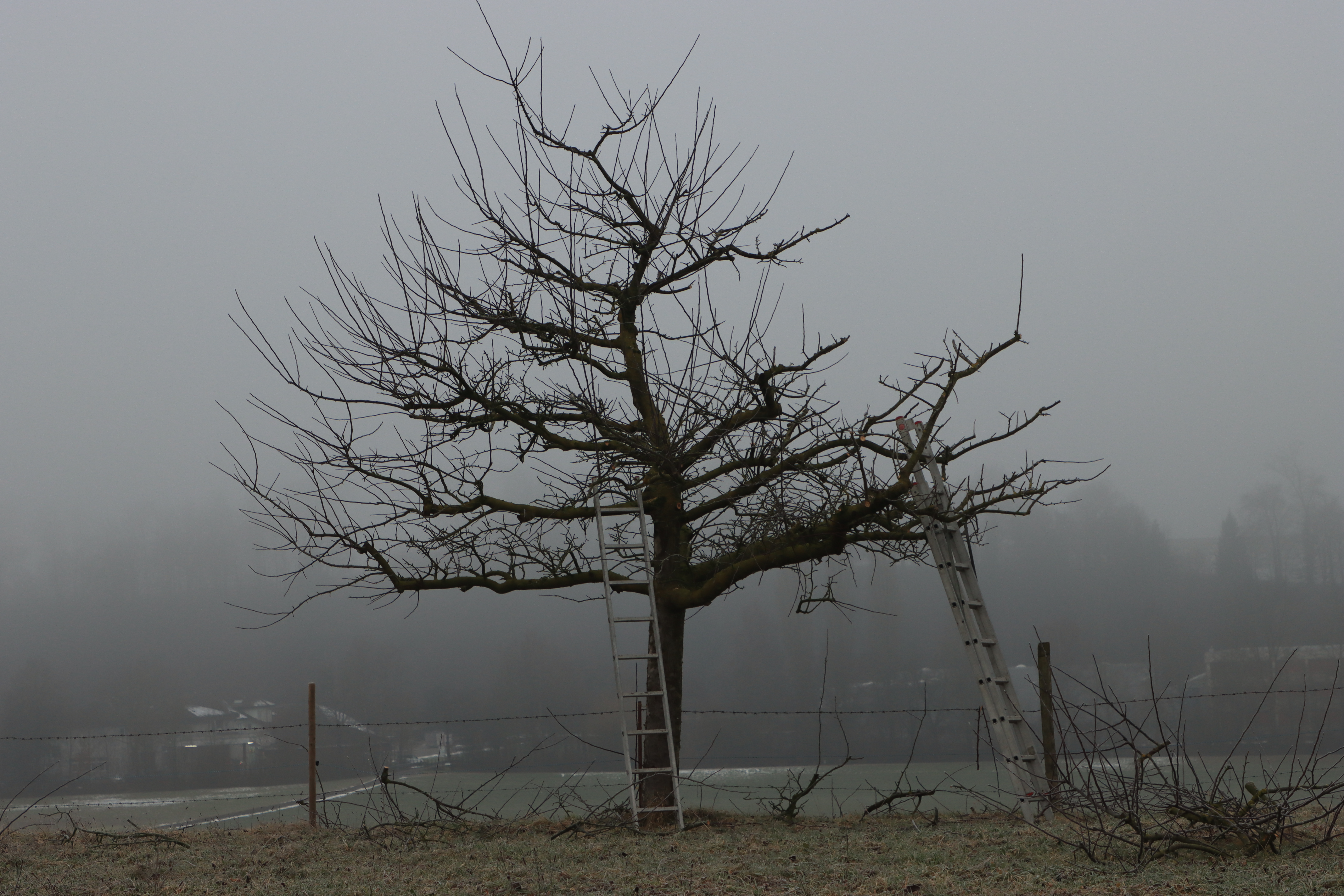 Winterzeit- Zeit der Baumpflege