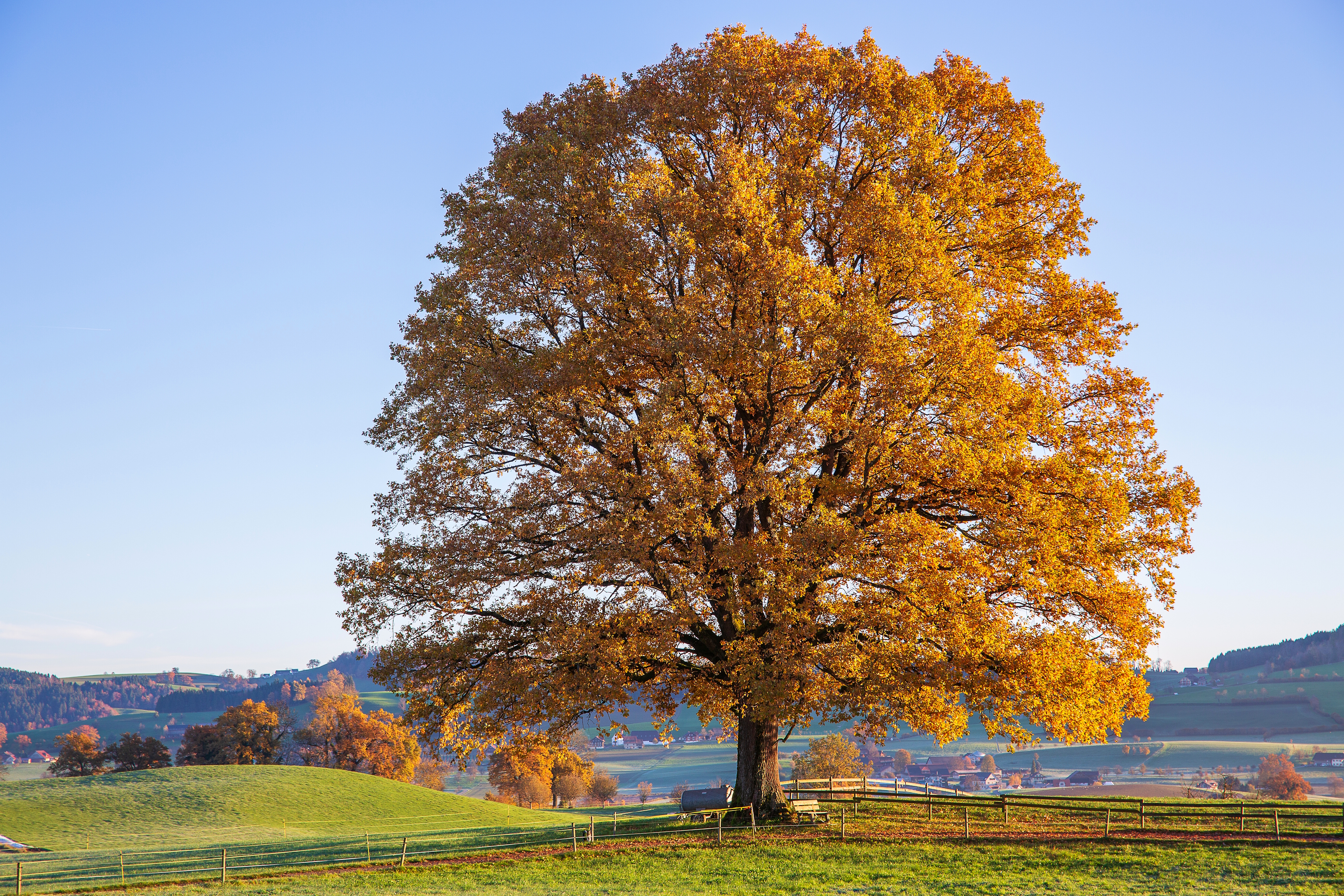 Gold steht ihr gut... die Stettenbacher Eiche im Herbstkleid