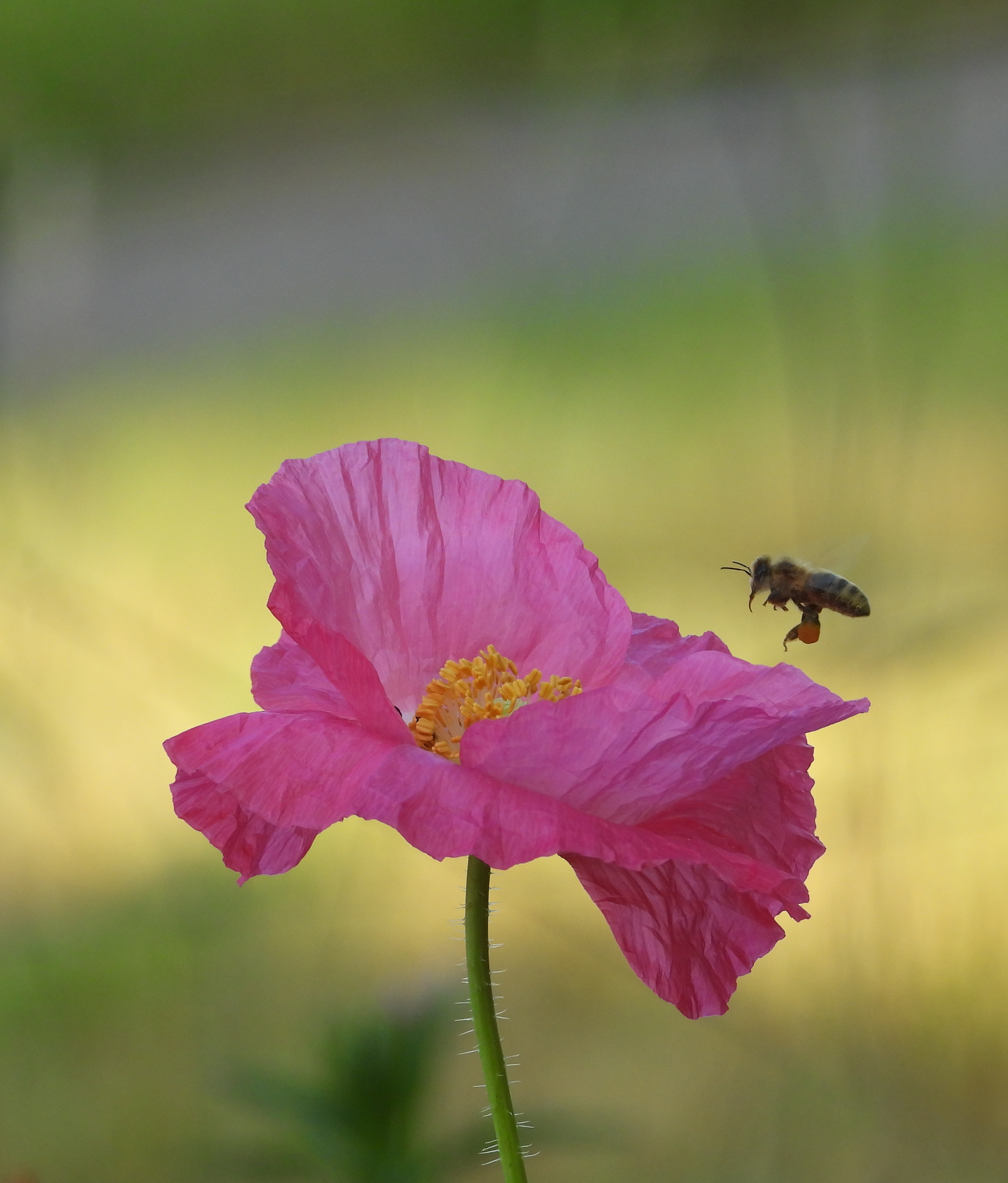Die rosafarbene Mohnblume ist beliebt bei den Bienen.