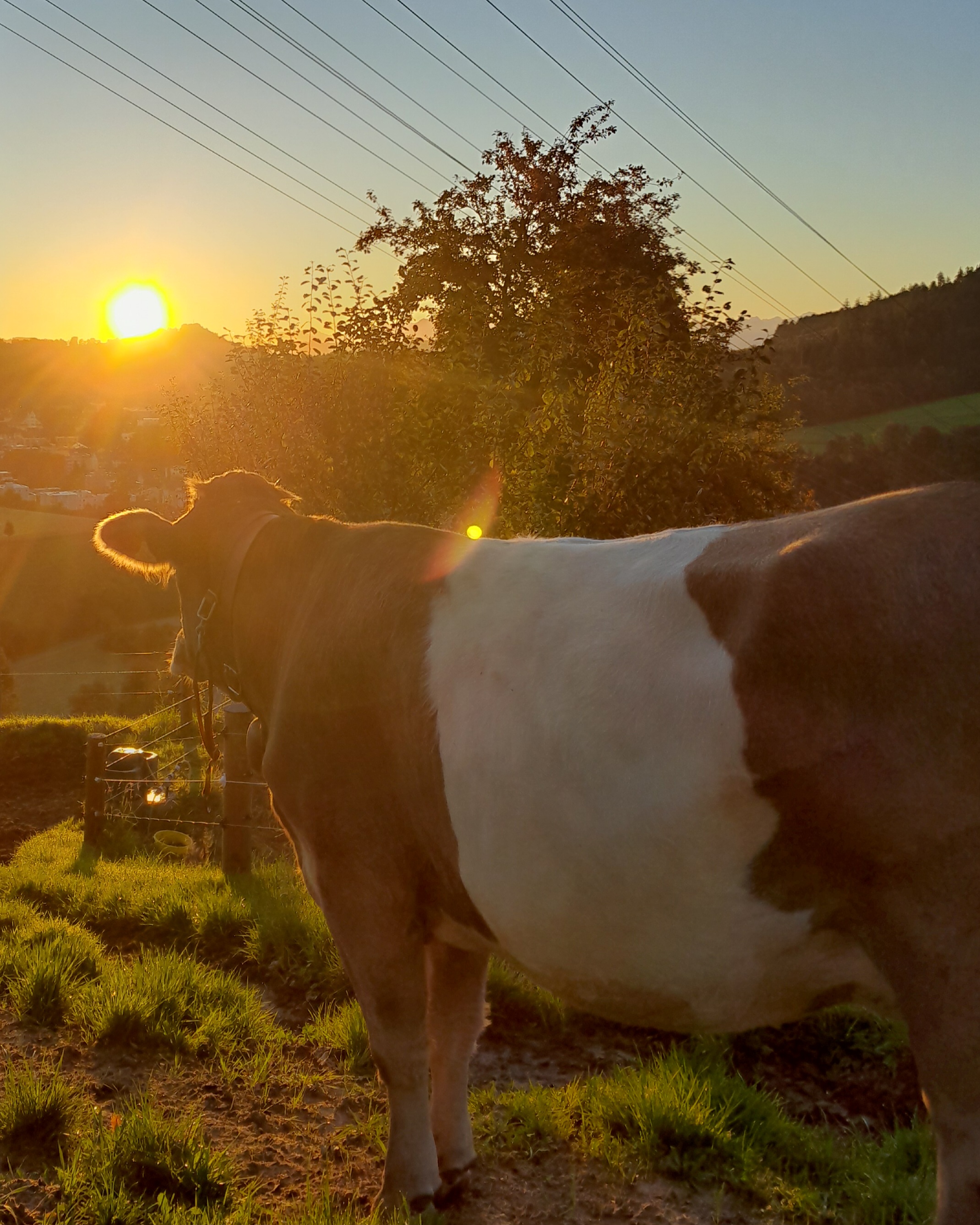 Lorina bestaunt den Sonnenaufgang über Willisau.