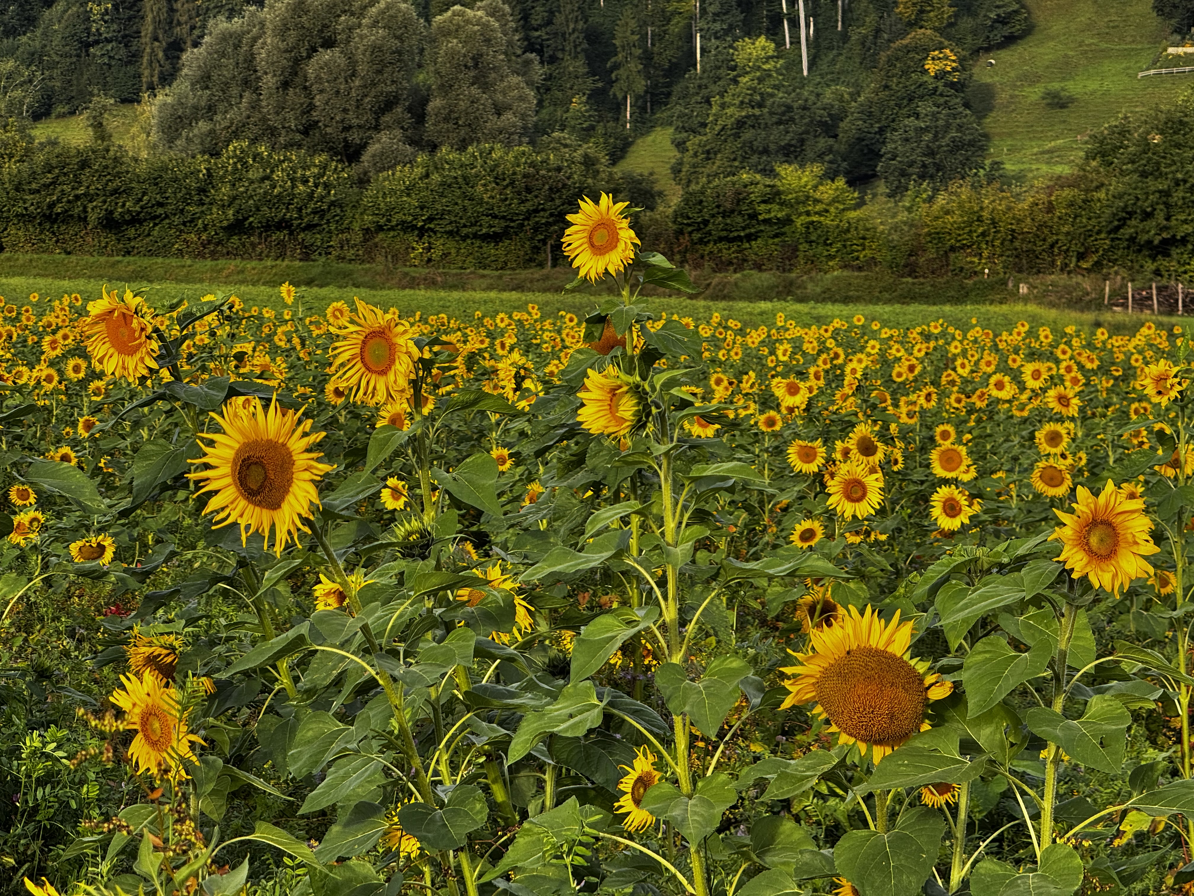 Bald letzte Sonnenblumen im Morgenlicht