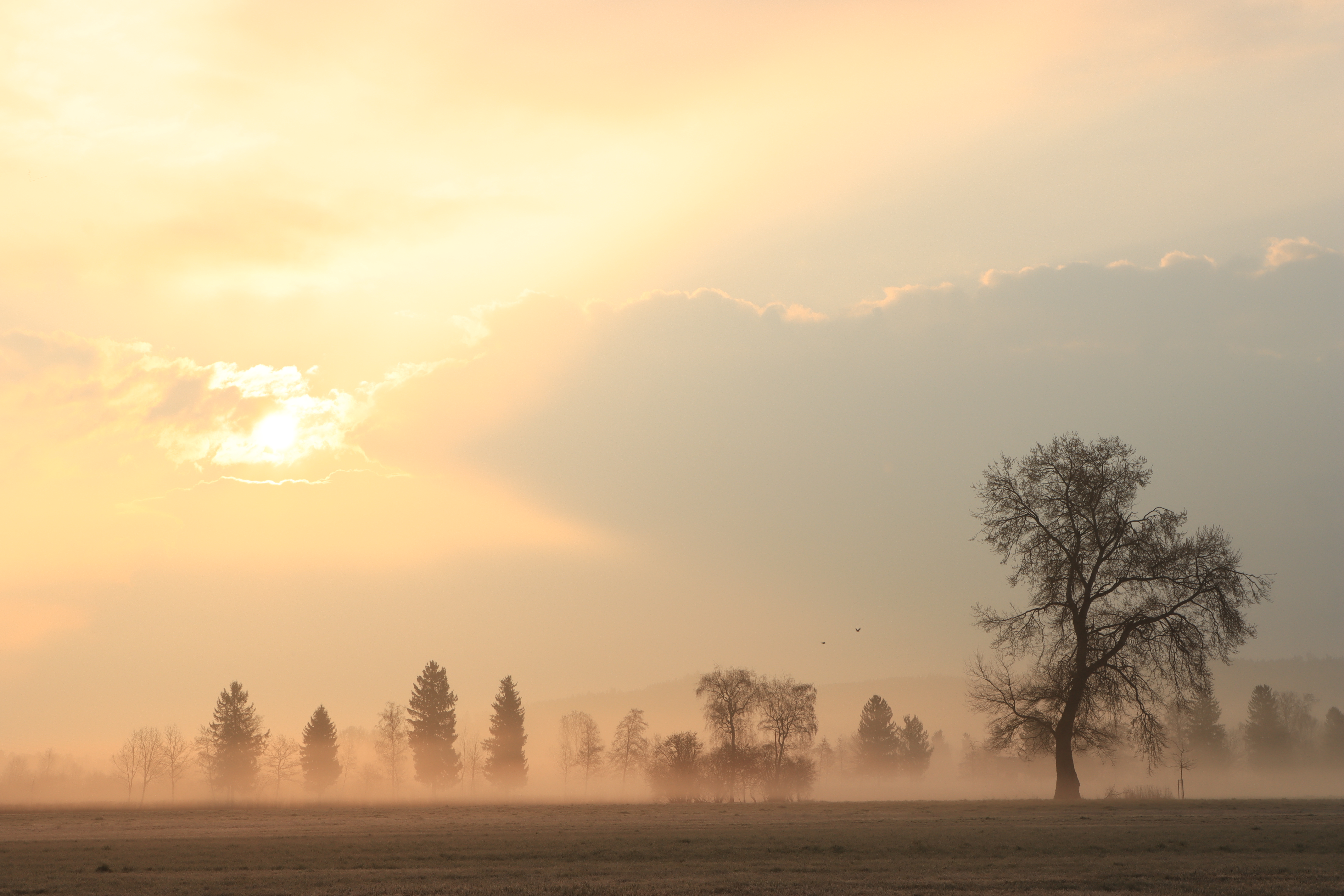 Die Sonne kämpft sich durch den Nebel