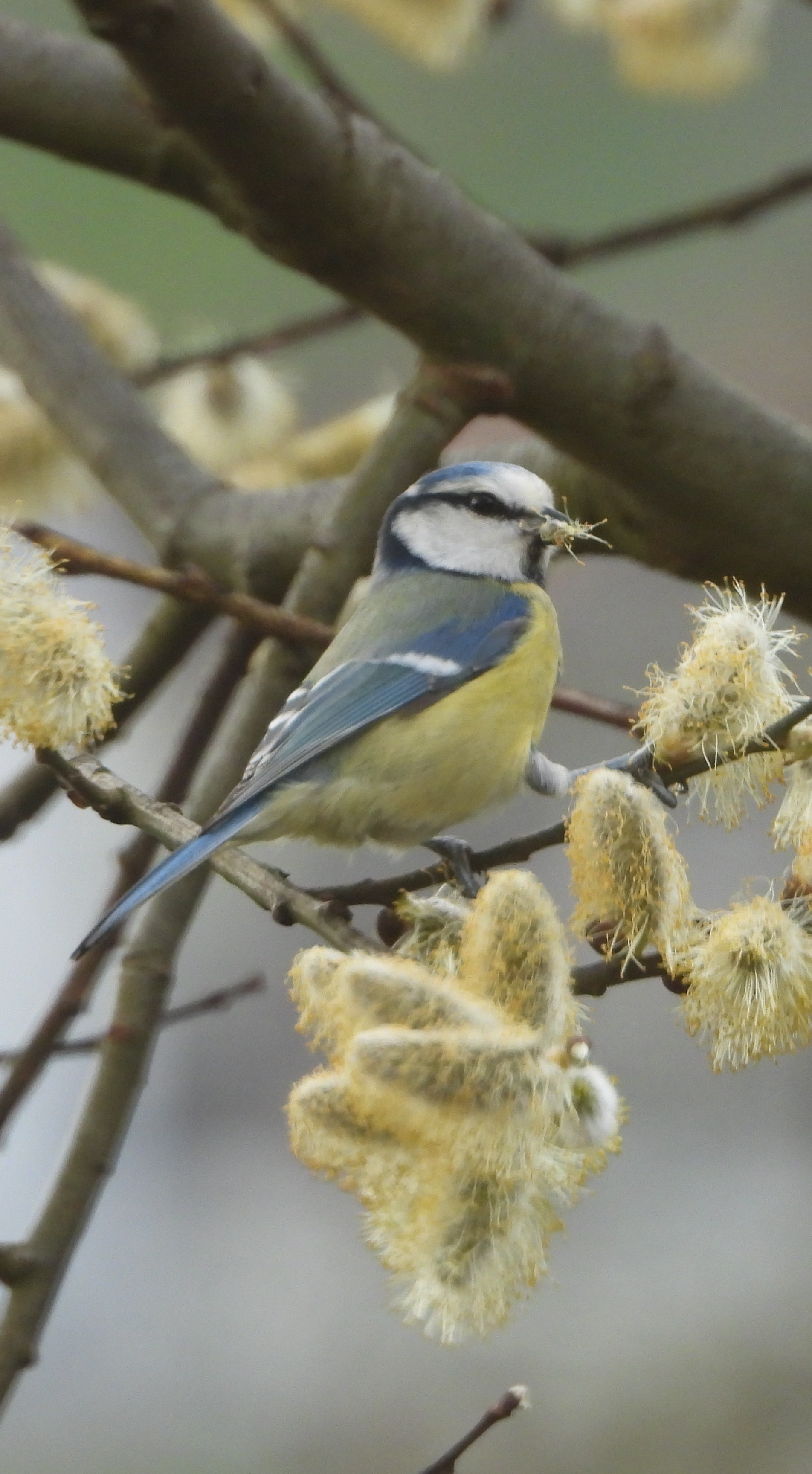 Eine Blaumeise beim Widechätzli naschen.